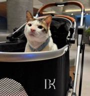 Kucing Bobby Kertanegara Milik Presiden Prabowo Resmi Jadi Penghuni Istana