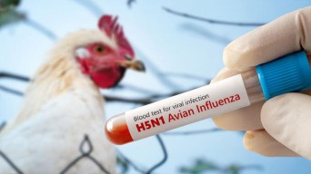 Soal Wabah Flu Burung, Jepang Gelar Pertemuan Darurat Pemerintah Prefektur