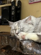 Ini 5 Bahasa Tubuh Kucing yang Wajib Diketahui, Salah Satunya Mendengkur!