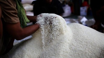 FAO Ungkap Indonesia Berpotensi Jadi Pemimpin Produksi Pangan Global