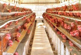 Jaga Stabilitas Harga Ayam Hidup, Dirjen PKH Kementan Pakai Strategi Ini