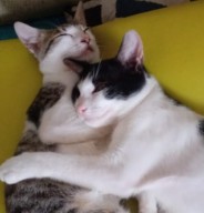Kucing Bantu Ringankan Gejala Depresi dan Kecemasan, Ini Penjelasan Ilmiahnya