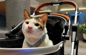 Bobby Kertanegara: Si Kucing Presiden yang Mencuri Perhatian Publik
