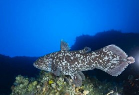 Tim Ilmuwan Unpatti Temukan Coelacanth Hidup Pertama di Indonesia