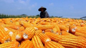 Pemerintah Siapkan Anggaran Rp 5 Triliun untuk Petani Jagung