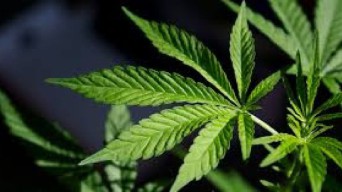 Cabut Legalitas Penggunaan Ganja, Thailand Terancam Kehilangan Pendapatan USD1 Miliar