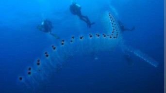 Pelindung Terumbu Karang dari Perubahan Iklim, Peneliti QUT Ungkap Peran Penting Plankton Pirosom