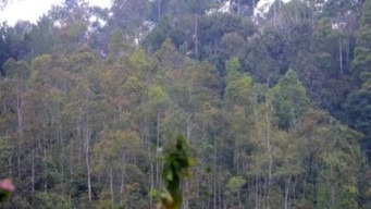 Sebelumnya Dikuasai Oknum Pengusaha, Timpidsus Kejari Banyuasin Ambil Alih 6.633 Hektare Hutan Suaka Margasatwa