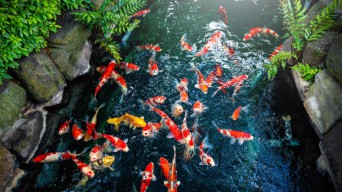 Ekspor Ikan Hias Bisa Jadi Andalan, KKP Dorong Breeder Ikan Koi Tingkatkan Produksi