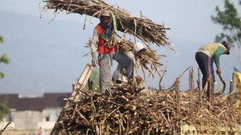 Target RI Swasembada Gula 2028, Pembenahan dari Hulu ke Hilir