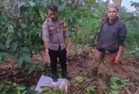 Polisi Amankan Pencuri Kopi di Garut, Petani Akhirnya Bisa Tenang