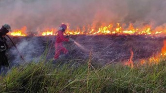 Kian Mengkhawatirkan, Karhutla di Riau Meluas