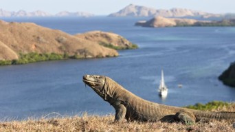 Dukung Program Konservasi Komodo, Hibah UEA Rp76,9 Miliar Dikelola Dua Kementerian