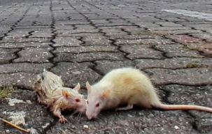 Warga Kupang Pertama Terinfeksi Hantavirus, Dinkes Imbau Waspada Tikus