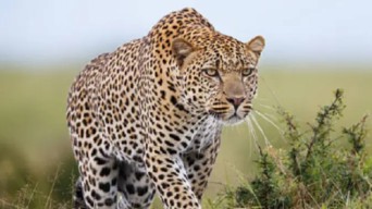 Lembang Park & Zoo Masih Tutup Sementara, Pencarian Macan Tutul yang Kabur Dihentikan