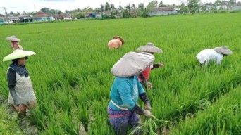 Butuh Stimulus, Sektor Pertanian Diminta Manfaatkan Suntikan Dana Rp200 Triliun