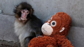 Mendadak Sayang pada Punch Baby Monkey, Begini Kata Sains
