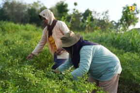 Percepat Bangun Sentra Produksi Pangan di Papua Selatan