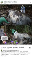 Gajah Mati Tanpa Kepala, Macan Tutul Masuk Rumah Warga