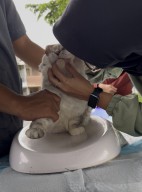 Waspada Rabies, Segera Vaksin Hewan Peliharaan!