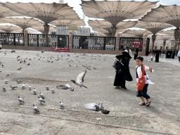Intip Keunikan Burung Merpati di Pelataran Masjid Nabawi Arab Saudi