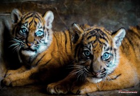 Dua Bayi Harimau Sumatra dari Indukan Cacat Dalam Keadaan Sehat