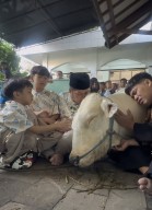 Momen Haru Perpisahan Sapi Kurban, Popeye Milik Irfan Hakim