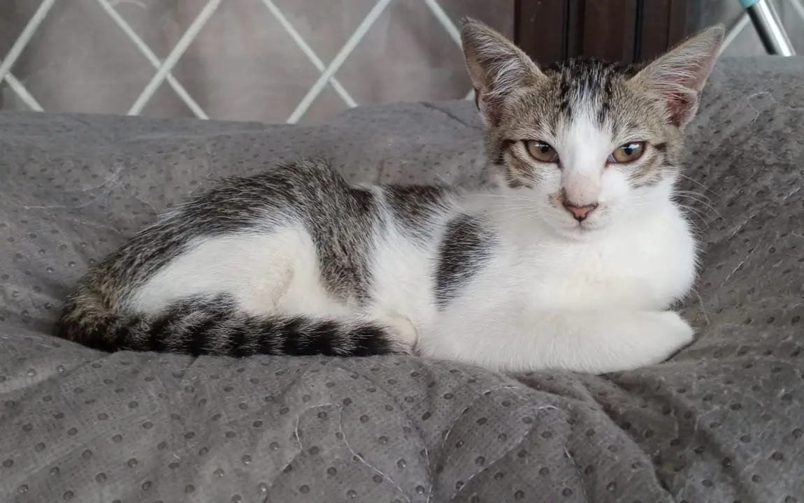 Aplikasi Pintar Temuan Ilmuwan Jepang, Bisa Diagnosa Kucing Tanpa Harus ke Dokter Hewan