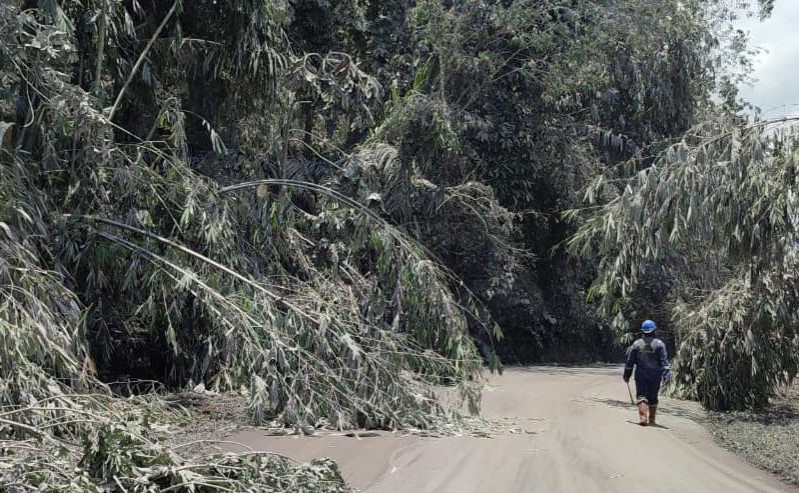 Terlihat pohon-pohon tumbang di sepanjang jalan akibat erupsi Gunung Lewotobi Laki-Laki di Flores Timur. (DOK Warta Lentera)