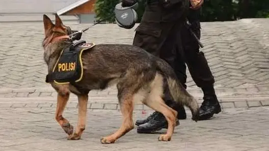 Unit K9, Bagian Kepolisian Republik Indonesia Khusus Anjing Pelacak yang Jadi Andalan