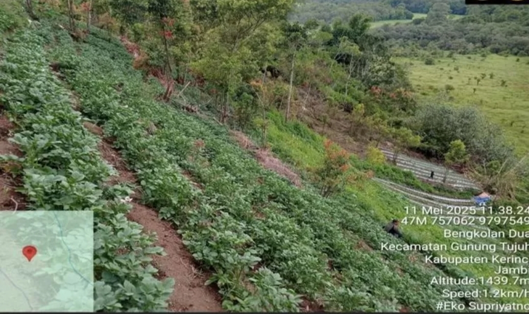 Lokasi dugaan penemuan ladang ganja di Desa Sungai Dalam, Kecamatan Kayu Aro, Kabupaten Kerinci, Provinsi Jambi (kehutanan.go.id)