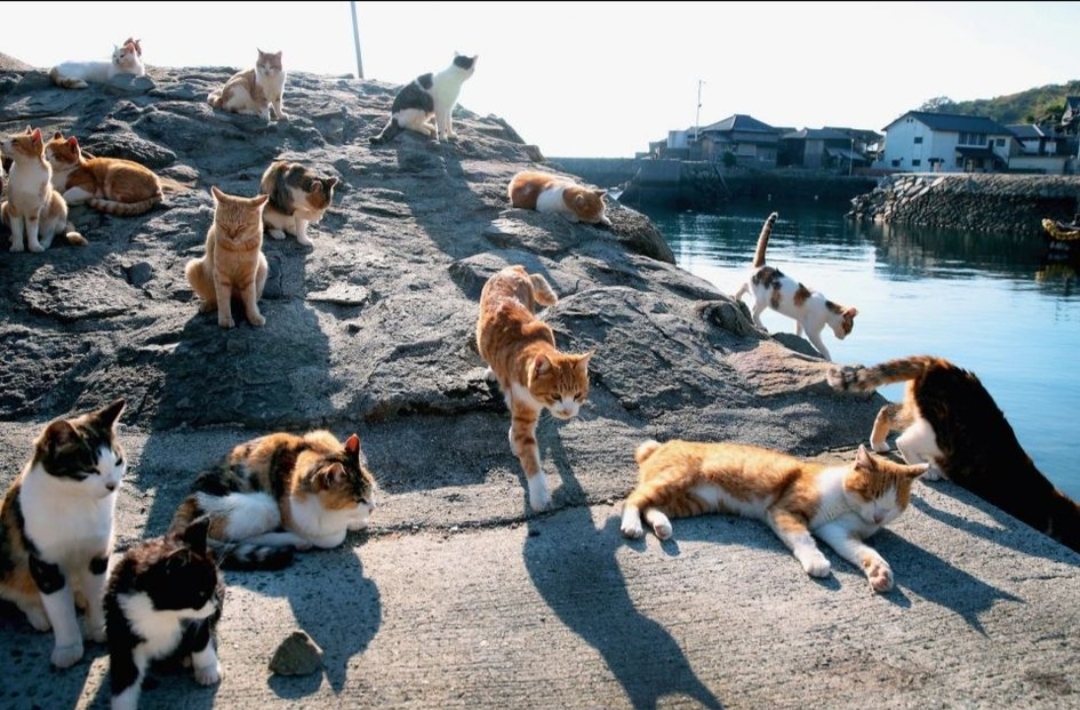 Pulau Kucing di Jepang. (Istimewa) 