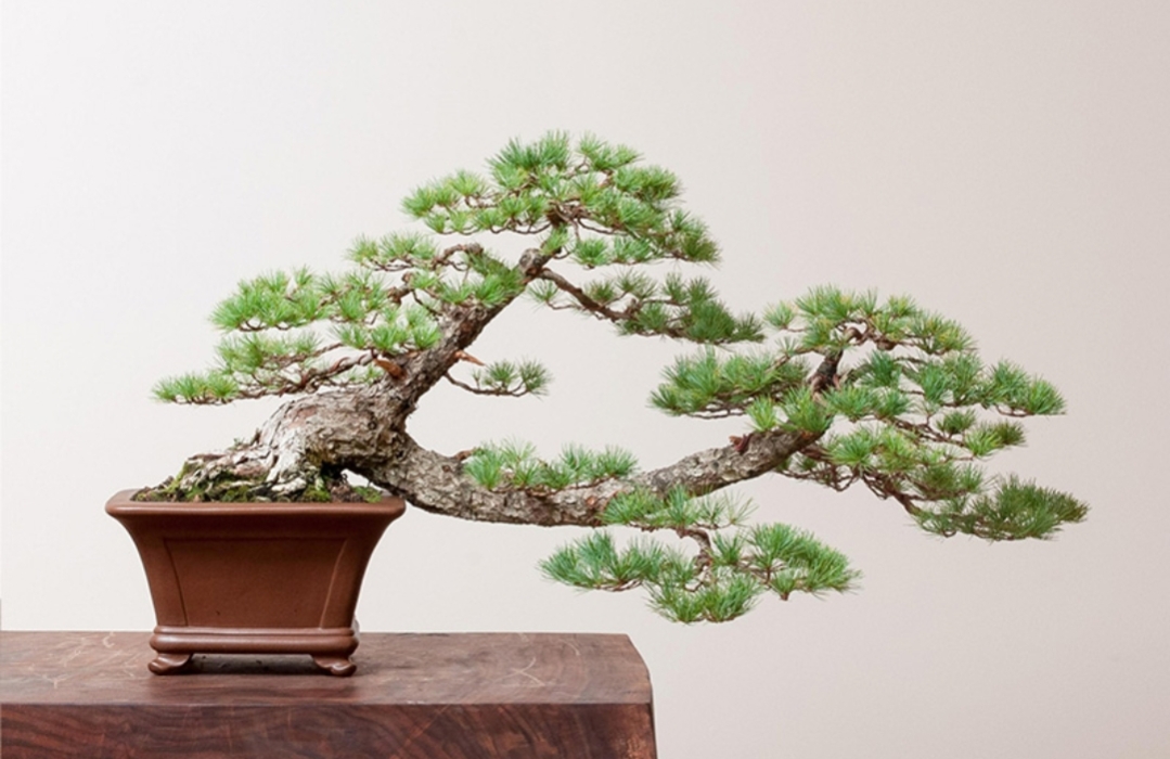 Bonsai Pinus Putih yang termasuk tanaman hias mahal. (dok.bonsaimirae)