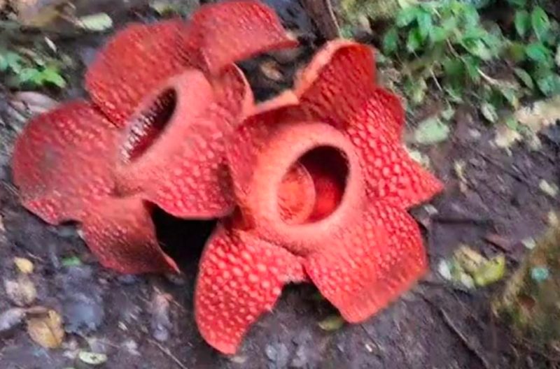 Dua individu bunga rafflesia Arnoldii mekar secara bersamaan dengan jarak dekat di Batang Palupuh. (Dok, Antara).