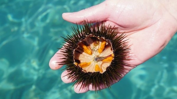 Landak laut memiliki potensi ekonomi yang cukup tinggi. (Foto: IST)