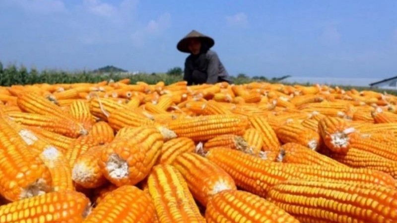 Ilustrasi petani jagung. (Foto: dok. Antara)
