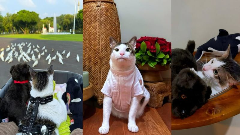 Kucing peliharaan Presiden Prabowo Subianto selalu tampil dengan outfit elegan yang mampu menarik perhatian publik. (Foto: Instagram)