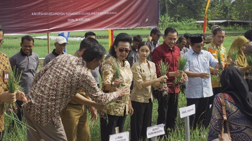 Wakil Ketua DPD RI GKR Hemas mengunjungi petani Gunungkidul saat panen raya bawang merah, Senin (16/6/2015). (Foto: dok. Staf Ahli GKR Hemas) 
