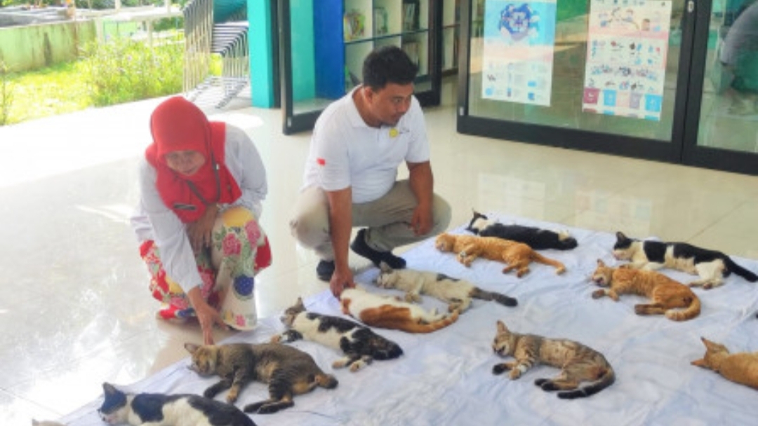 Program sterilisasi kucing di Jakarta terus dilanjutkan. (dok.Sudin KPKP Jaksel) 