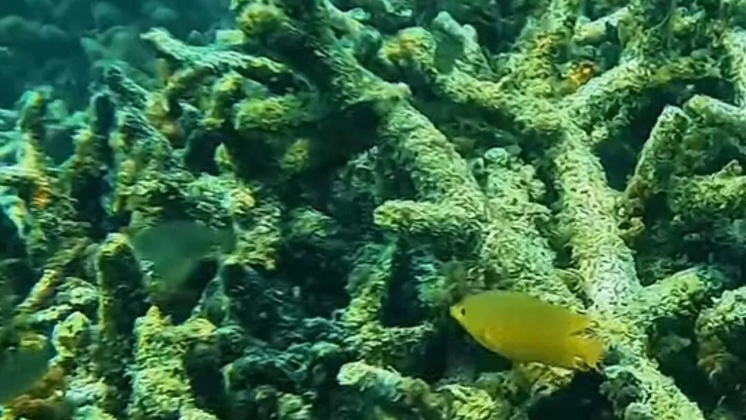 Terumbu karang yang rusak di kawasan Pantai Pasir Putih Situbondo, Jawa Timur. (dok.Misi Bahari) 