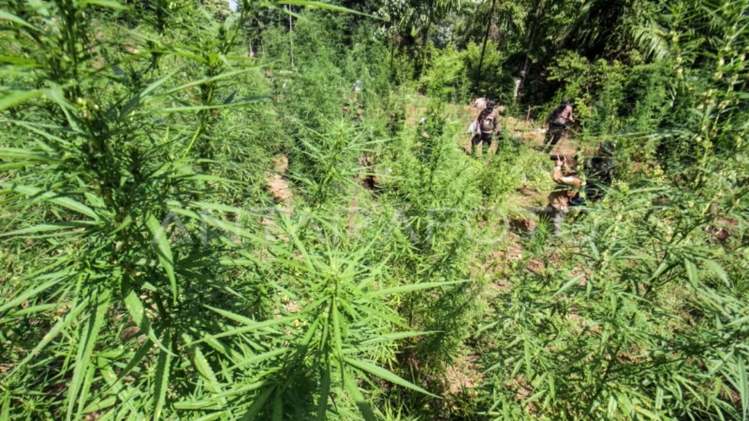 Ladang ganja. (dok.Antara)