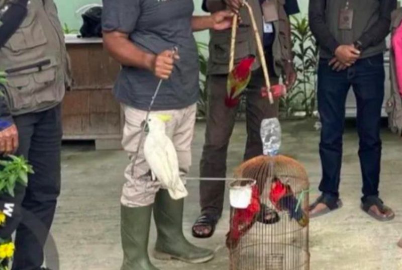 Empat satwa dilindungi yang diselamatkan BKSDA Maluku dari warga Laha, (Dok. Antara)