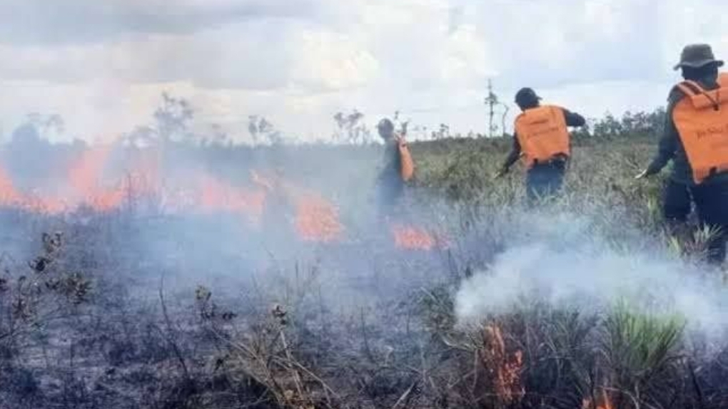 Petugas berusaha memadamkan kebakaran hutan di Jambi. (dok.BPBD Jambi)