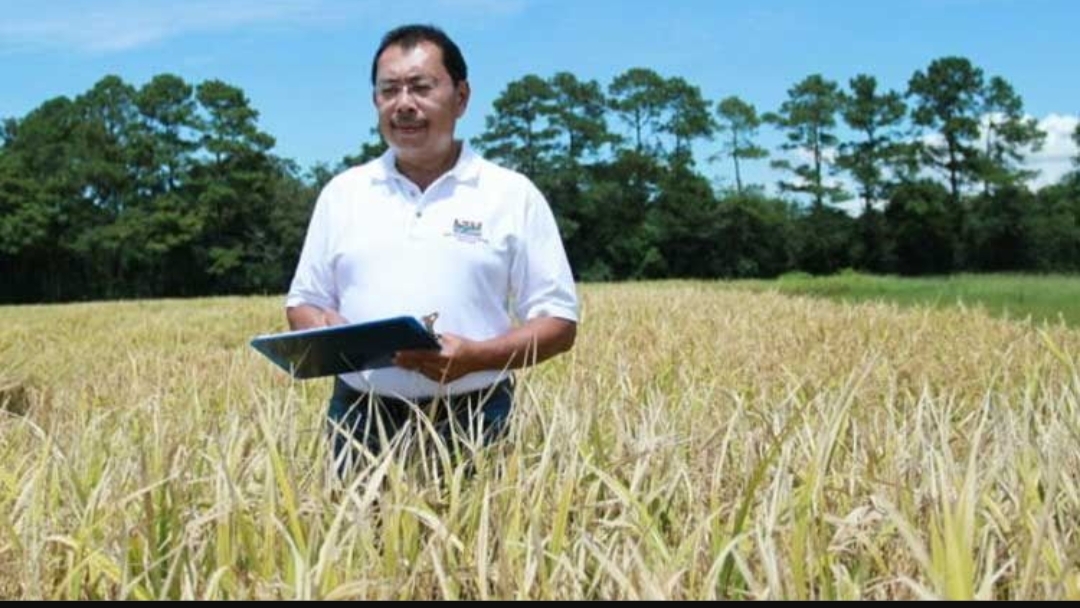 Prof Ir Herry S Utomo, lulusan Fakultas Pertanian Universitas Brawijaya (UB) membuat inovasi Cahokia Rice, varietas padi tinggi protein pertama di dunia. (dok.pri)