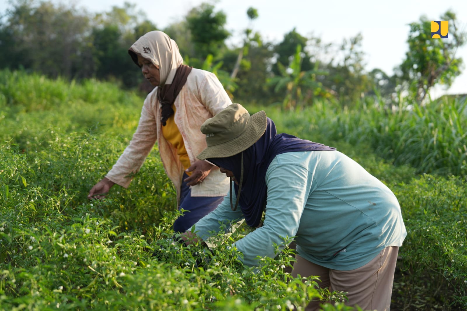 Tampak petani tengah bekerja di lahan sayur mereka. (Dok Kementerian PU)