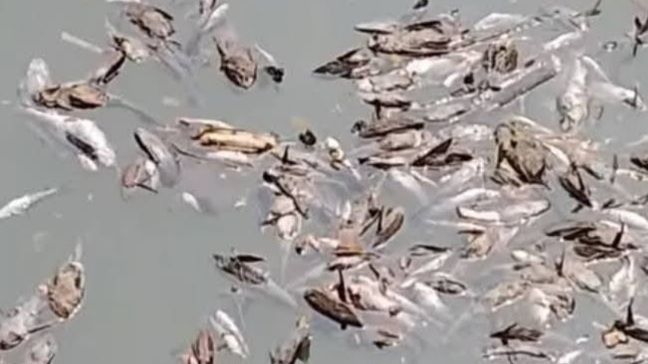 Berbagai biota akuatik seperti ikan mas, ikan baung, ikan patin, ikan nila, dan ikan sapu-sapu ditemukan mati terapung di Sungai Cisadane sebagai dampak pencemaran pestisida. (Foto: tangkapan latar Instagram)
