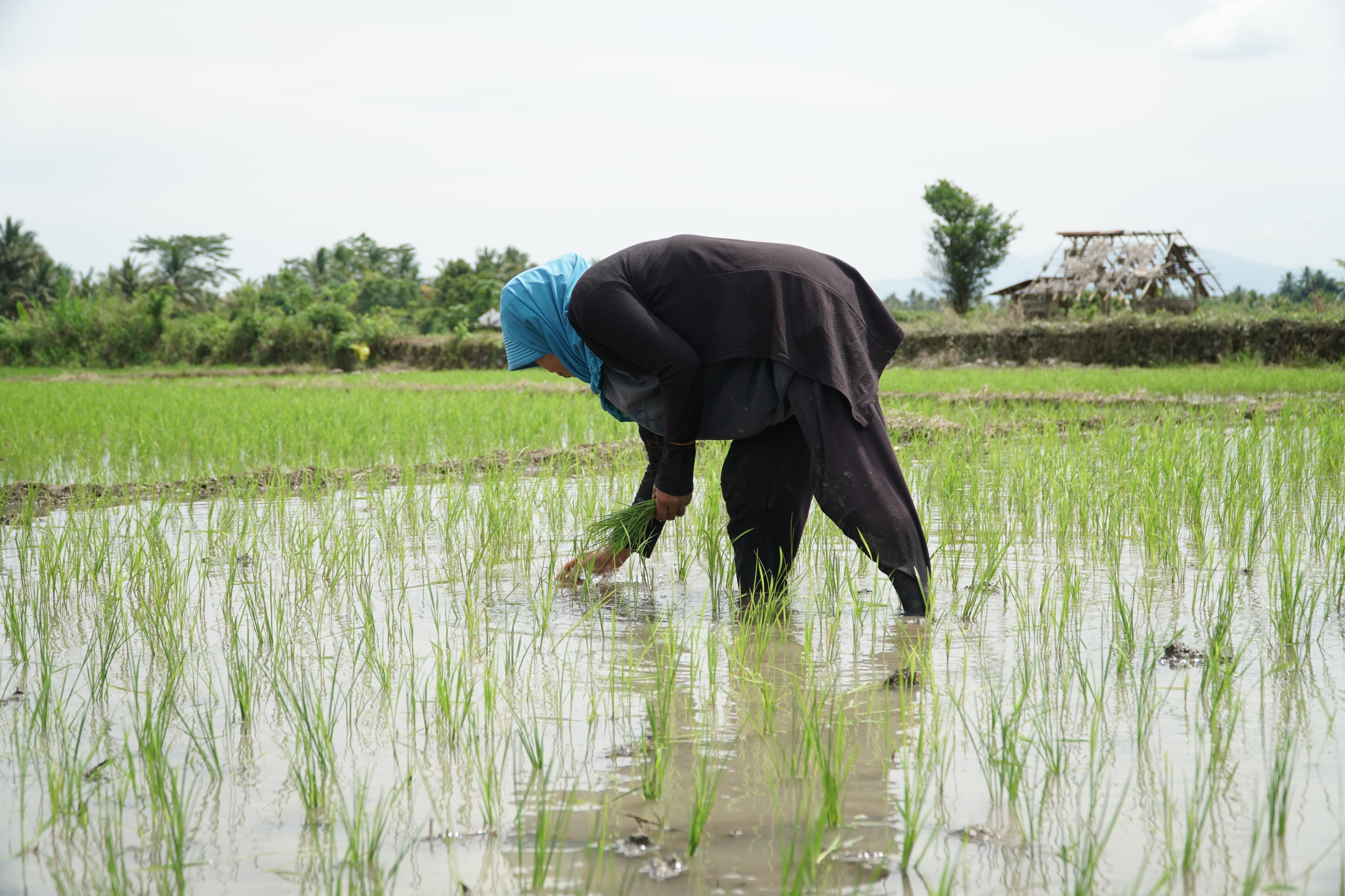 Petani terlihat tengah menanam padi di sawah yang masuk dalam lokasi program ketahanan pangan Kementerian Pekerjaan Umum. (Foto : Vita Kartono/ Warta Lentera) 