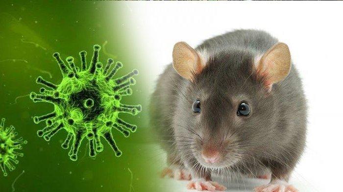 Wabah hantavirus disebabkan hewan pengerat. (ilustrasi)