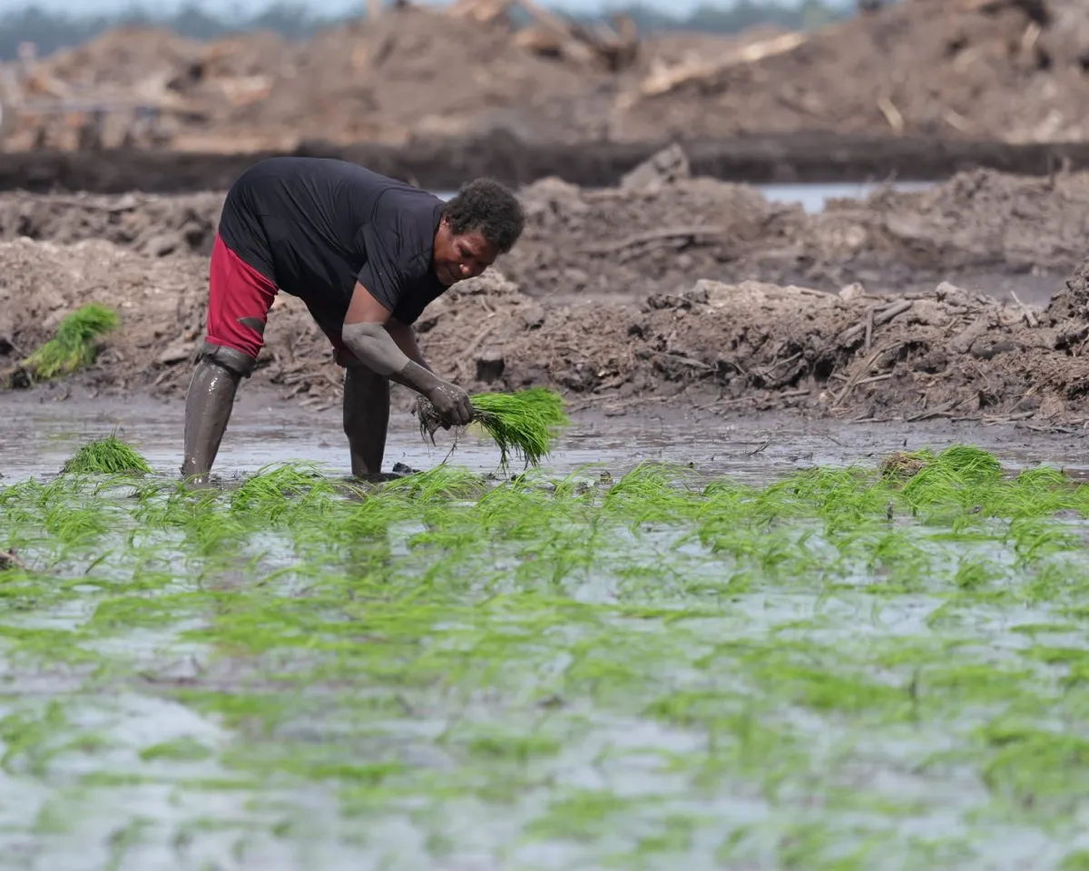 Seorang petani lokal asal Wanam Papua Selatan menanam padi di sawah. (dok Warta Lentera)